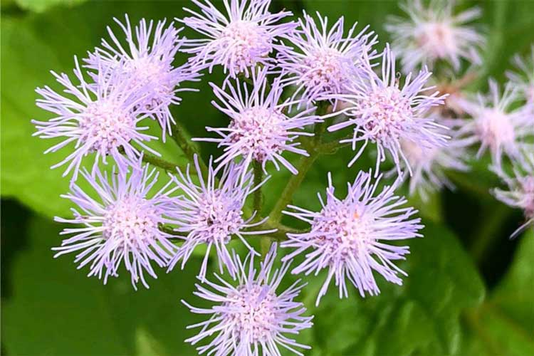 image of mistflower